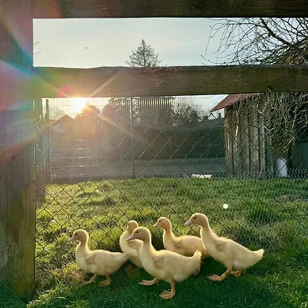 Appartement Ferienapartment Janow *